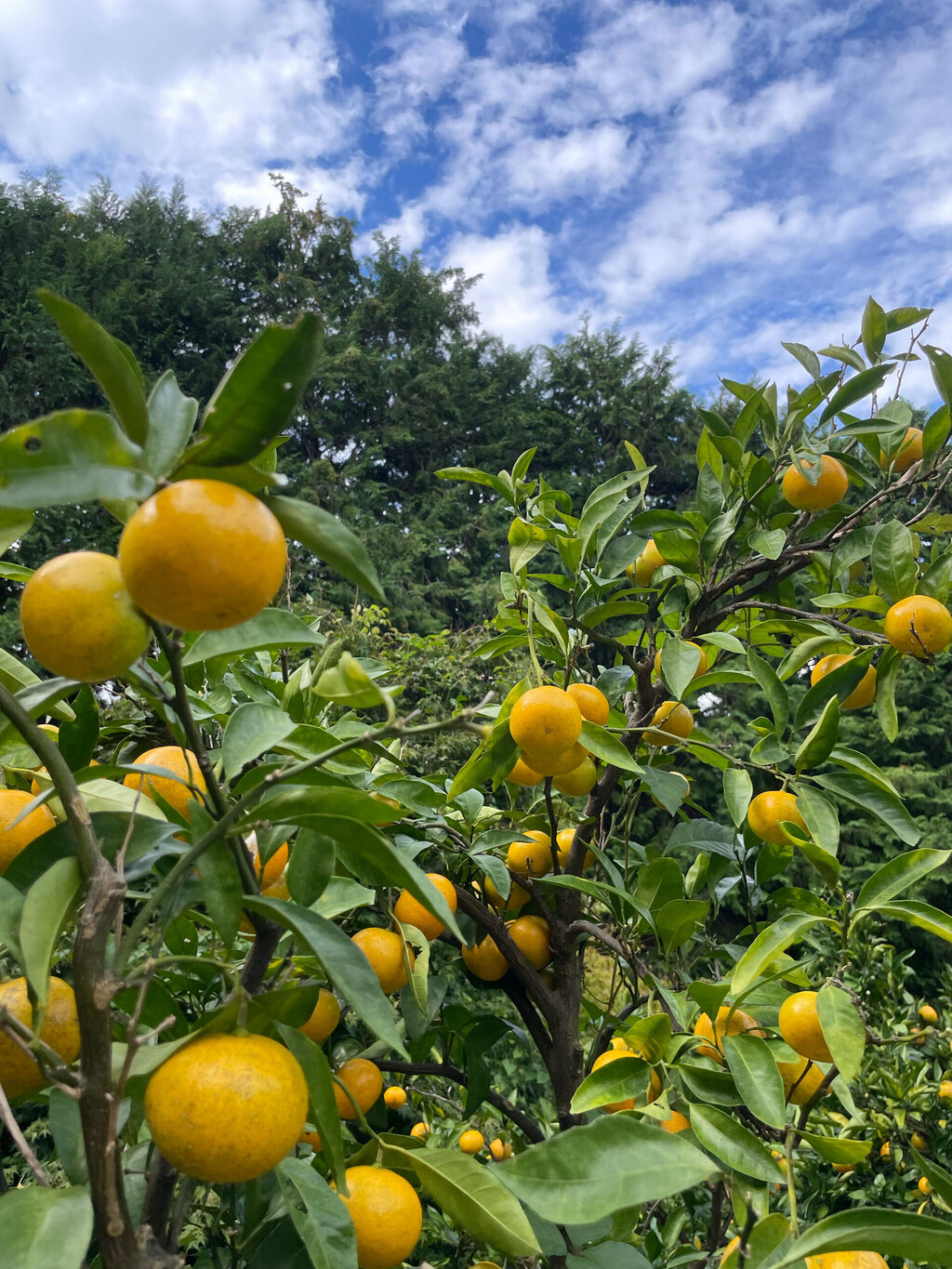 やまんた農園について | やまんた農園通販 - たべるとくらすと