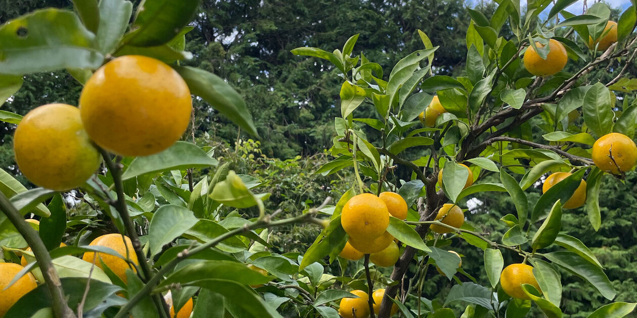 やまんた農園ロゴ