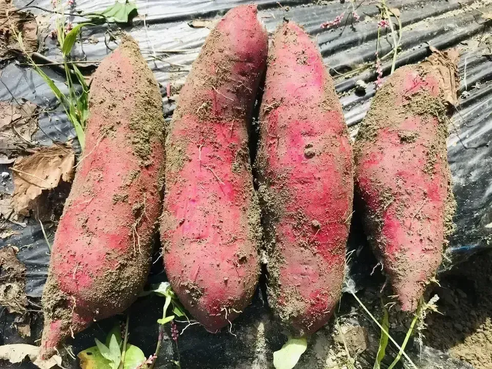 【ギフト】京丹波の自然栽培べにはるかの干し芋＜芋の香＞無肥料・無農薬栽培の柔らかねっとり干し芋