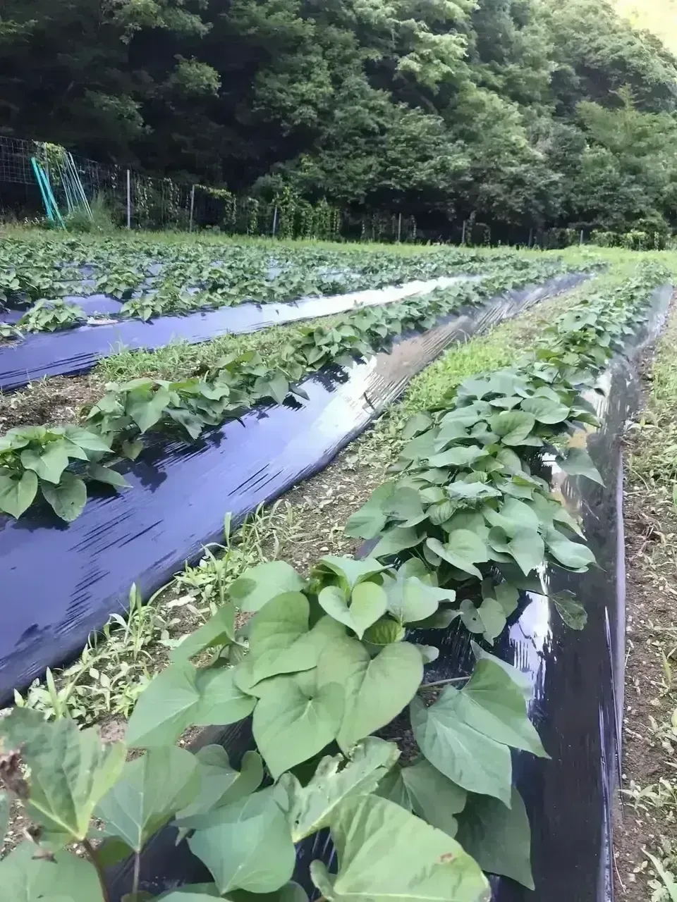 【ギフト】京丹波の自然栽培べにはるかの干し芋＜芋の香＞無肥料・無農薬栽培の柔らかねっとり干し芋