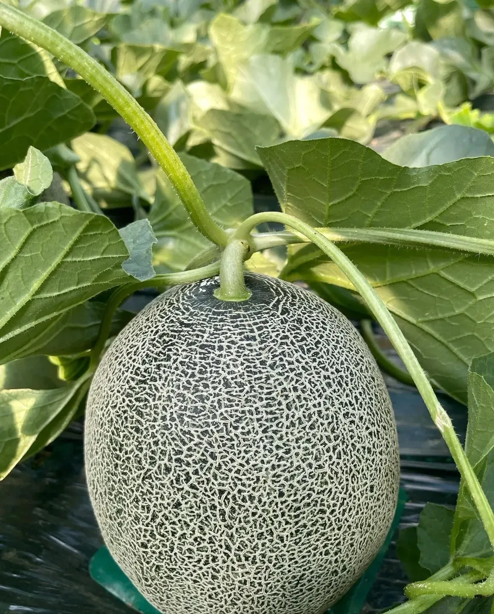 限定先行予約】農薬・化学肥料を使用せずに栽培 椿メロンセット やしろ