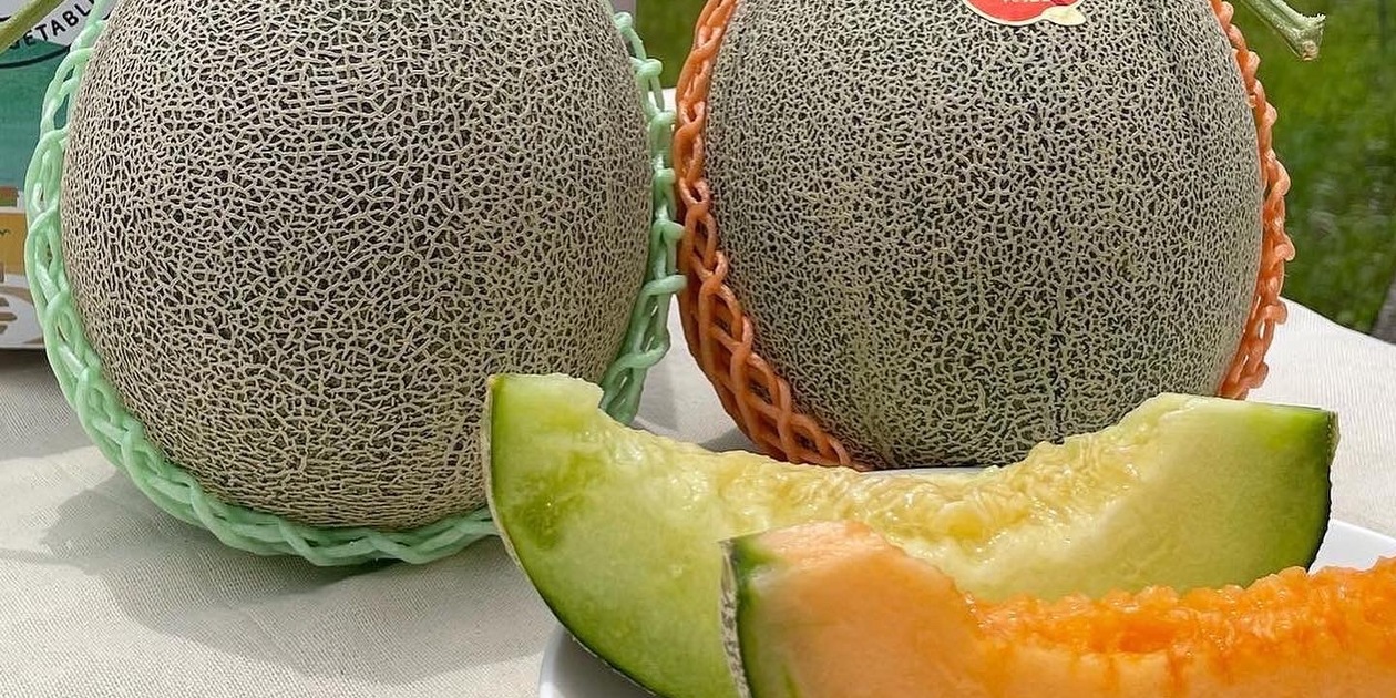 長崎県島原半島産パパイヤメロン大玉6玉×2箱セット 長崎県島原半島産パパイヤメロン大玉6玉×2箱セット - メルカリ