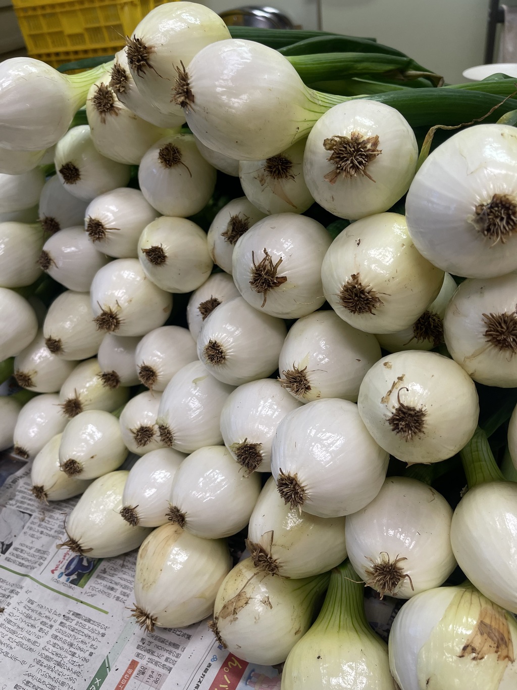 五島列島産】期間限定葉付き！！化学肥料・農薬を使わずに育てた新