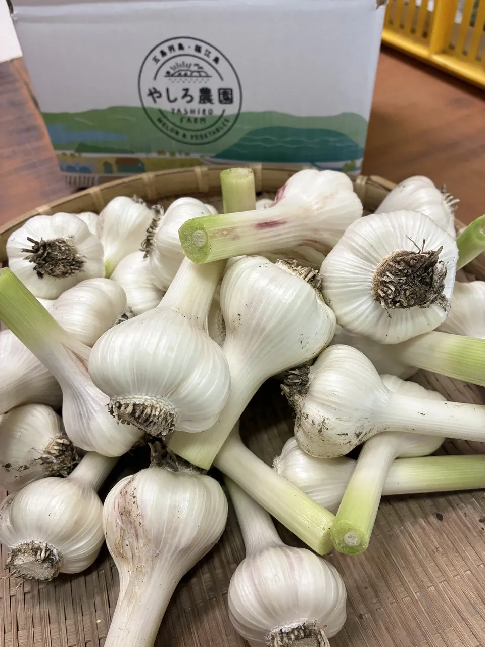 【五島列島産】期間限定フレッシュにんにく・化学肥料・農薬不使用