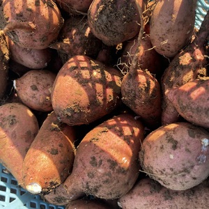 【五島列島産・島育ち】期間限定・化学肥料・農薬を使わずに育てた安納芋