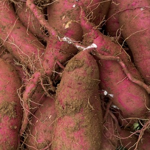 【五島列島産・島育ち】期間限定・化学肥料・農薬を使わずに育てたべにはるか