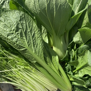 【五島列島産・島育ち】期間限定・化学肥料・農薬を使わずに育てた秋の葉物と根菜