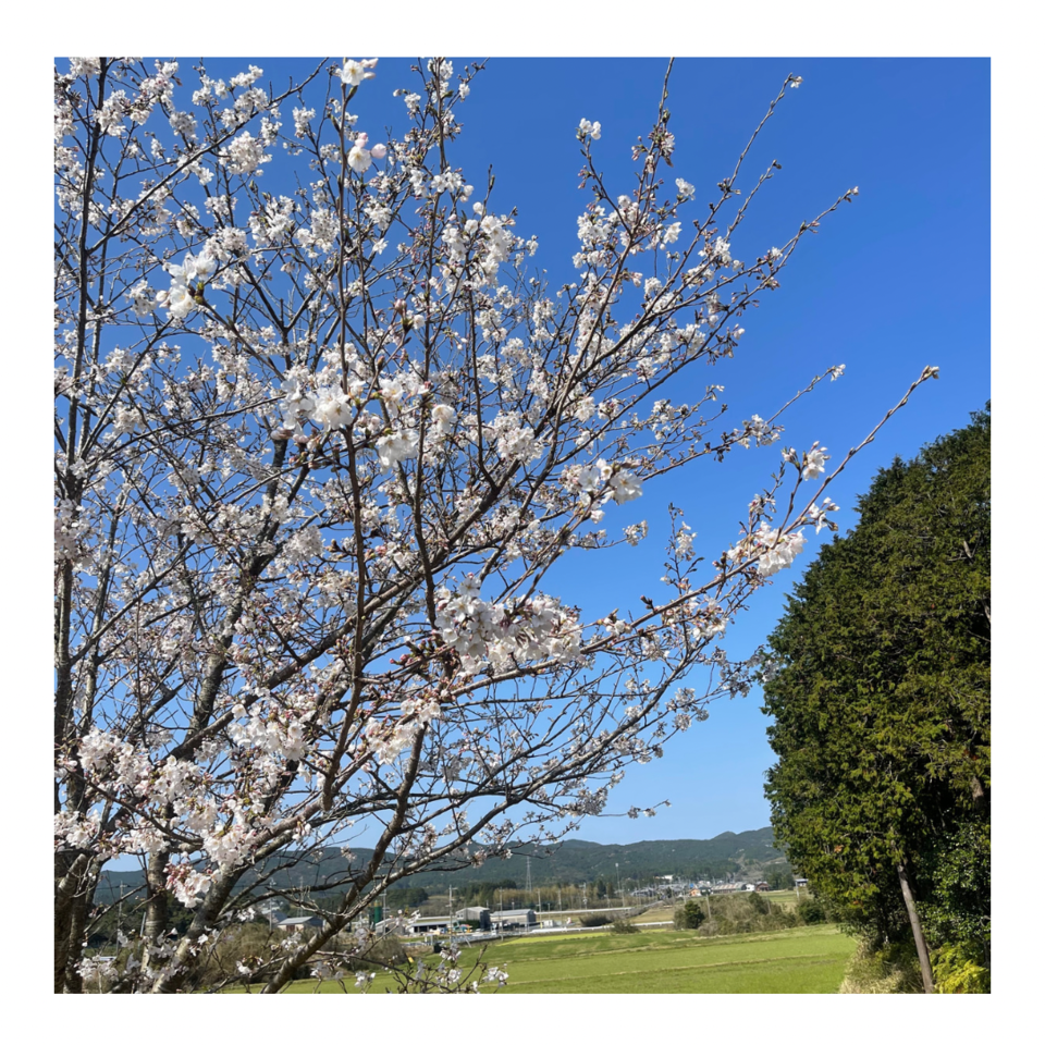 やっと晴れた日と桜 - たべるとくらすと