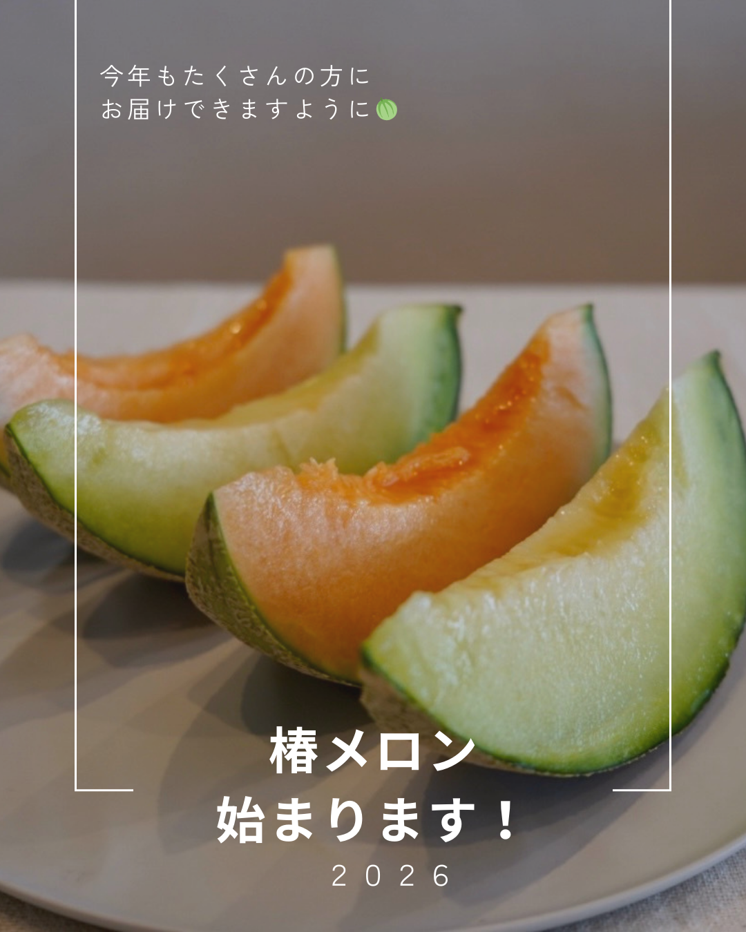 2026年椿メロンが始まります！ - たべるとくらすと