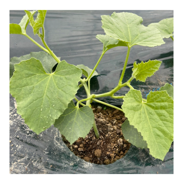 椿メロンの芽摘み作業その①