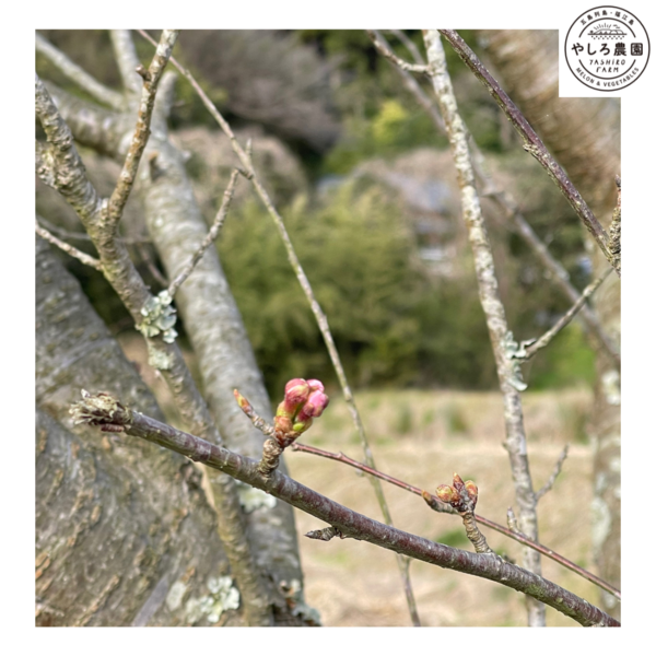 五島の春はきっともうすぐ