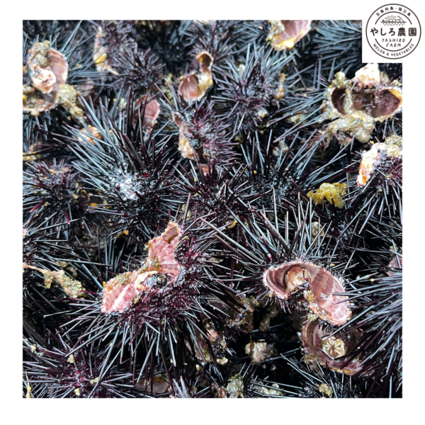 椿メロンにウニ!?