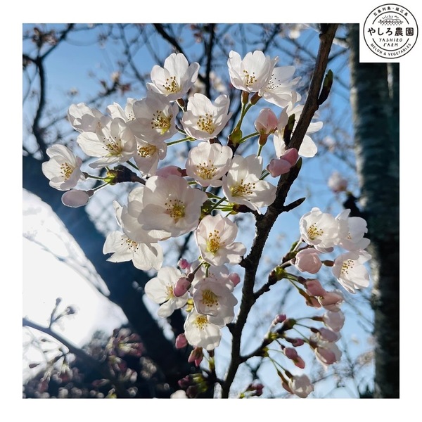 桜は満開になりました