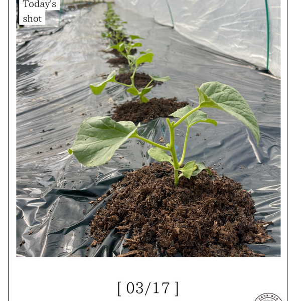 今日の椿メロン