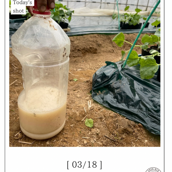 椿メロンと菌のお話