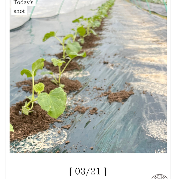 今日の椿メロン