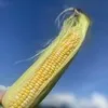 とうもろこし