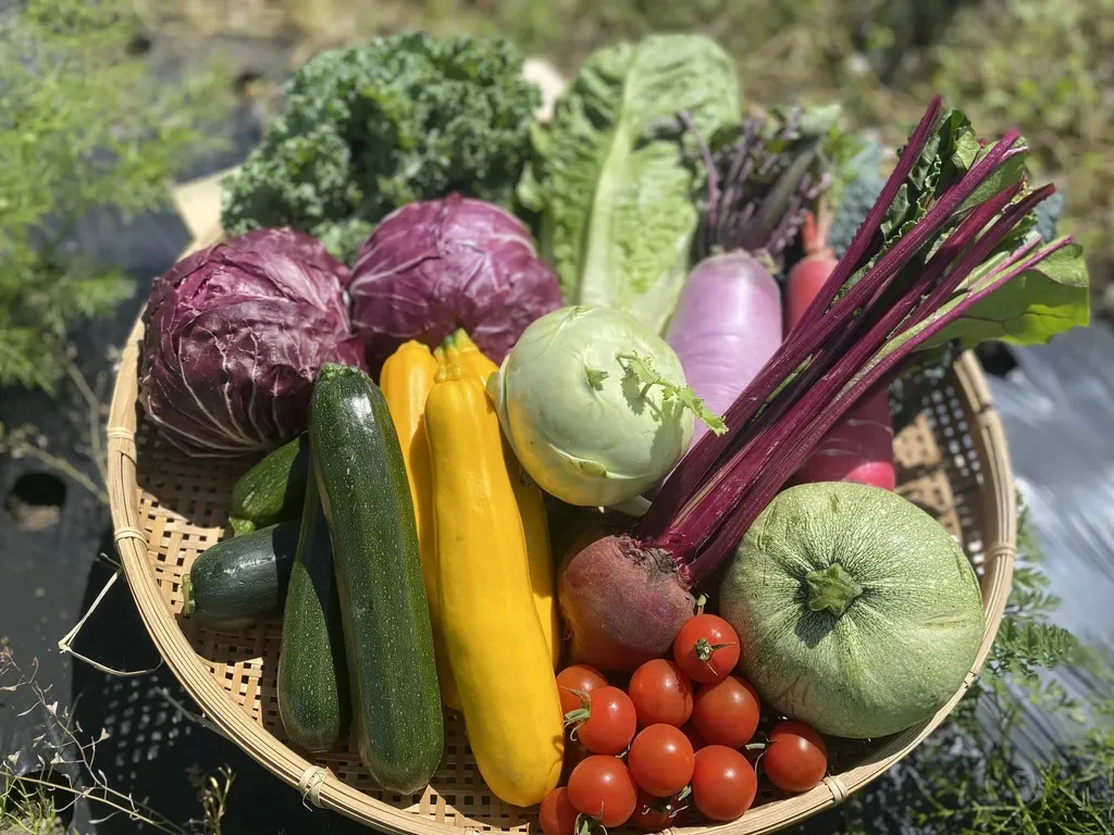 八ヶ岳の麓で育てた季節の彩り野菜セット】農薬・化学肥料不使用（送料