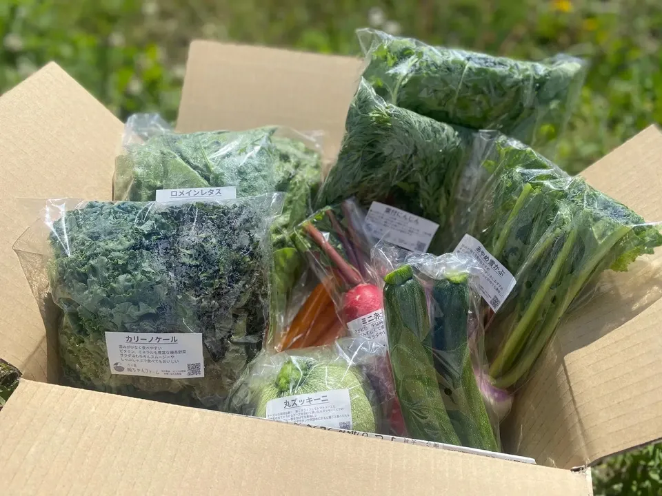 農薬や化学肥料を使わずにで育てた】季節の彩り野菜セット（送料込み