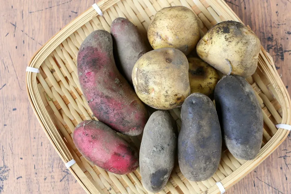 【八ヶ岳の麓で育てた季節の彩り野菜セット】農薬・化学肥料不使用（送料込み）