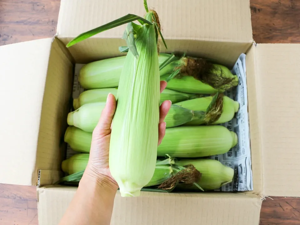 【送料込み】とっても甘い！八ヶ岳の朝採りとうもろこし10本セット【農薬・化学肥料不使用】＞