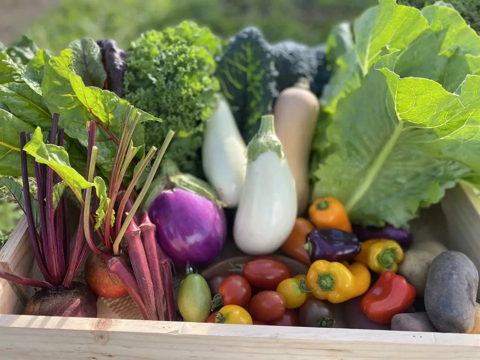 農薬や化学肥料を使わずにで育てた】季節の彩り野菜セット（送料込み