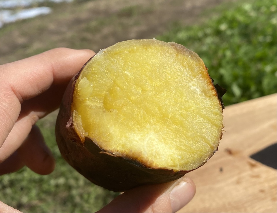 とっても甘ーい 八ヶ岳の自然が育んだサツマイモ食べ比べセット 3㎏