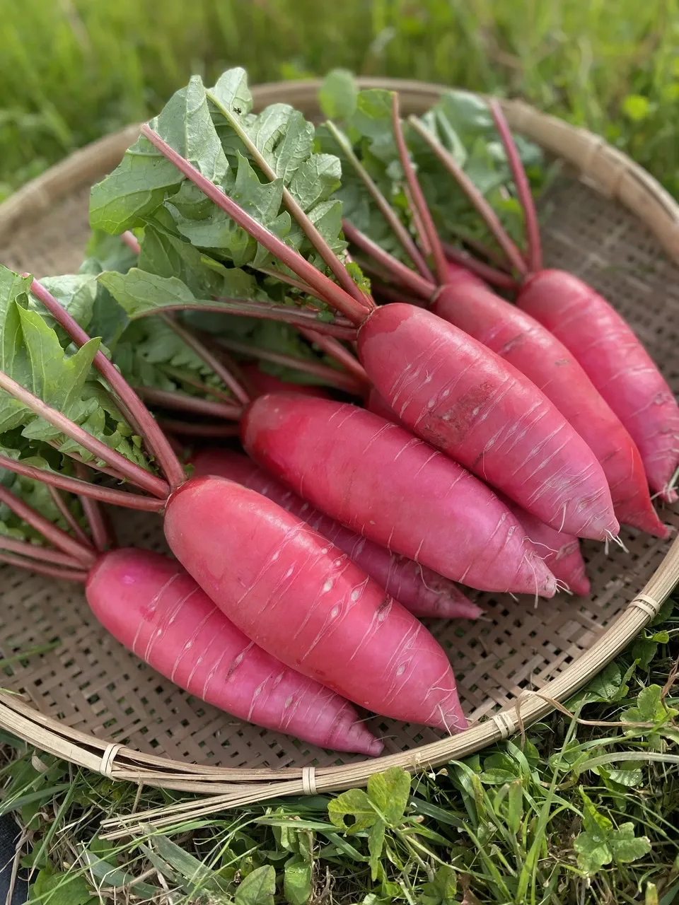 八ヶ岳の麓で育てた季節の彩り野菜セット】農薬・化学肥料不使用（送料