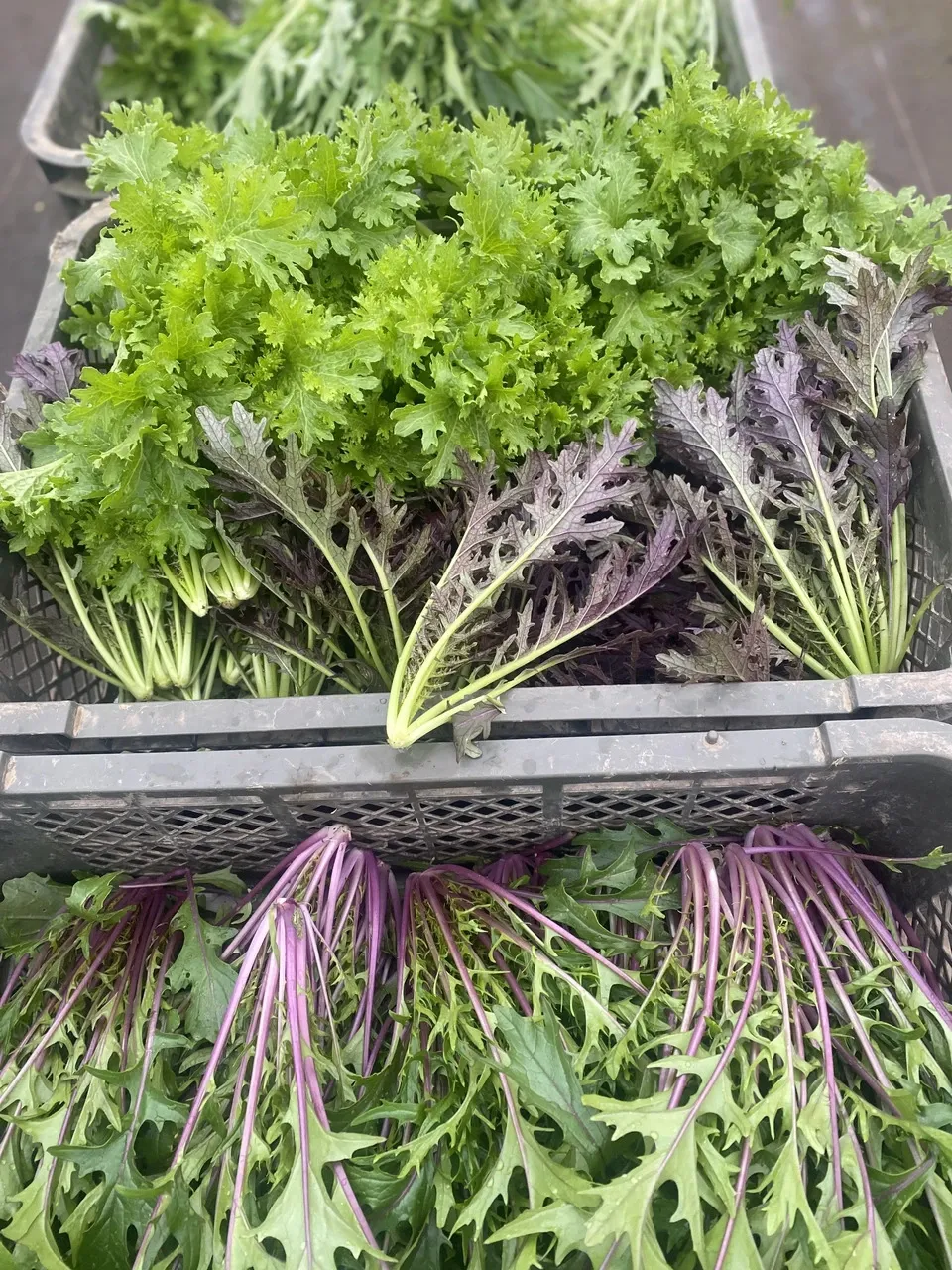 【八ヶ岳の麓で育てた季節の彩り野菜セット】農薬・化学肥料不使用（送料込み）
