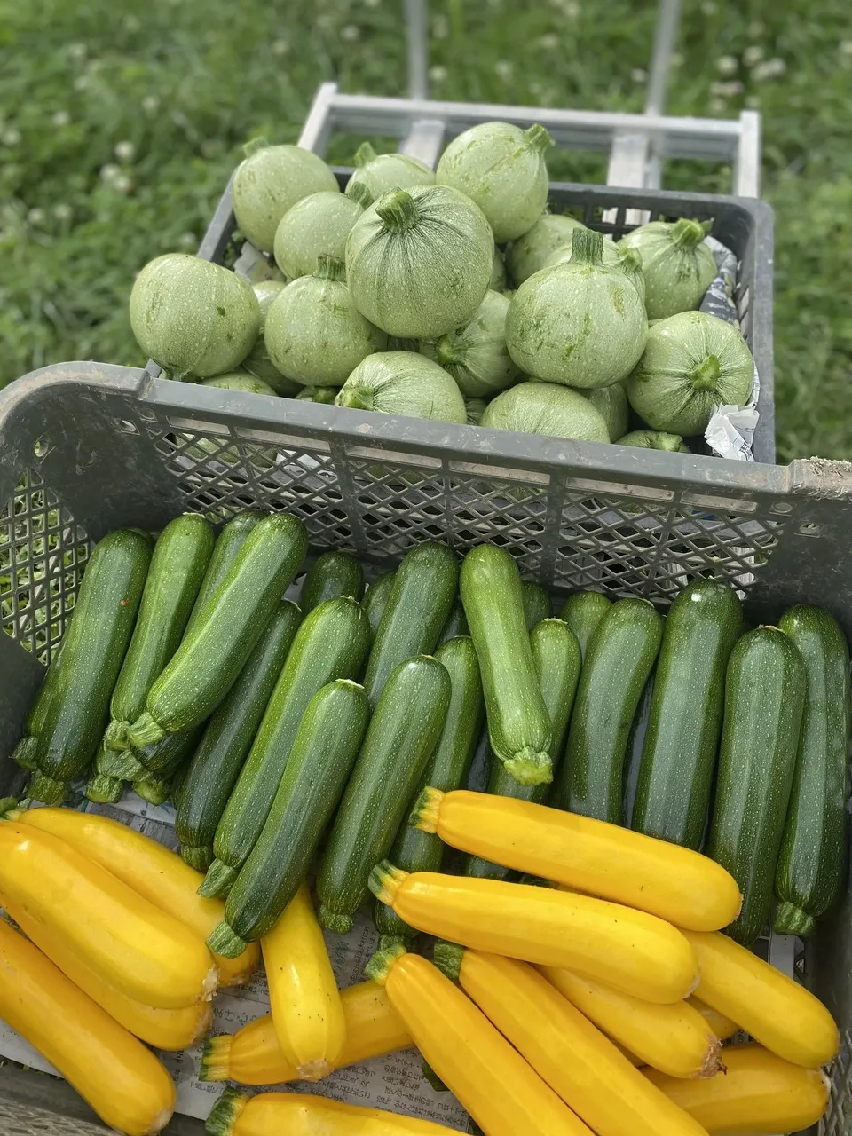 八ヶ岳の麓で育てた季節の彩り野菜セット】農薬・化学肥料不使用（送料