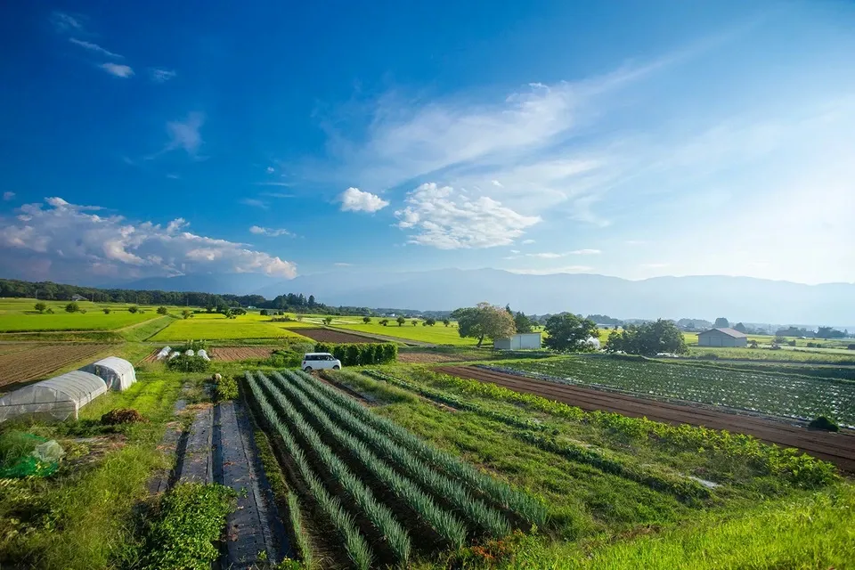 【八ヶ岳の麓で育てた季節の彩り野菜セット】農薬・化学肥料不使用（送料込み）