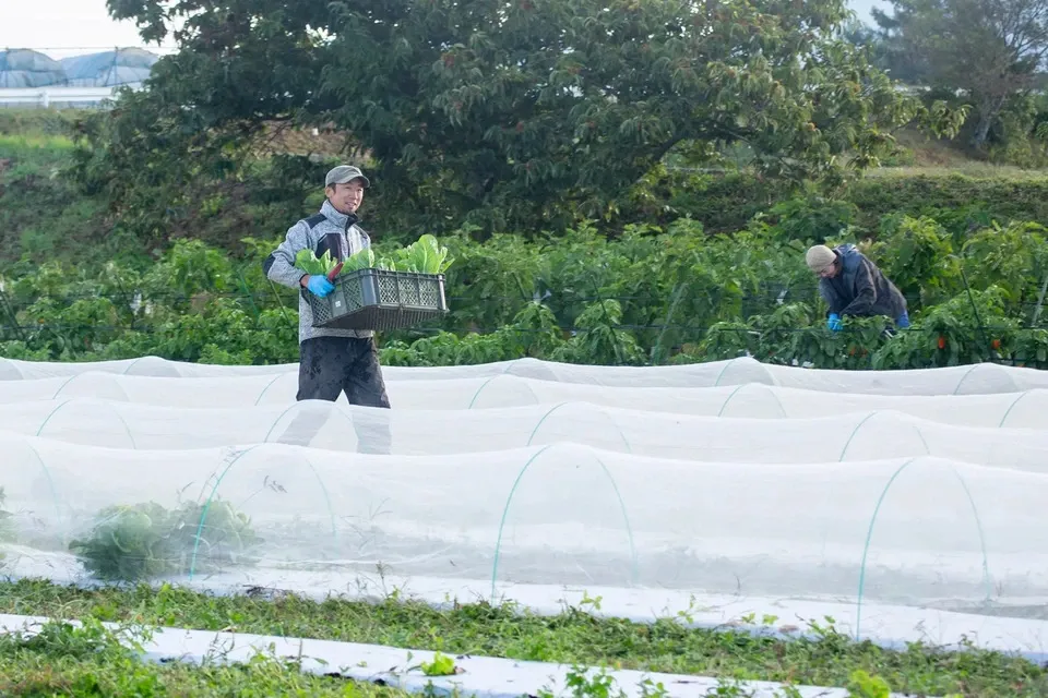 【八ヶ岳の麓で育てた季節の彩り野菜セット】農薬・化学肥料不使用（送料込み）