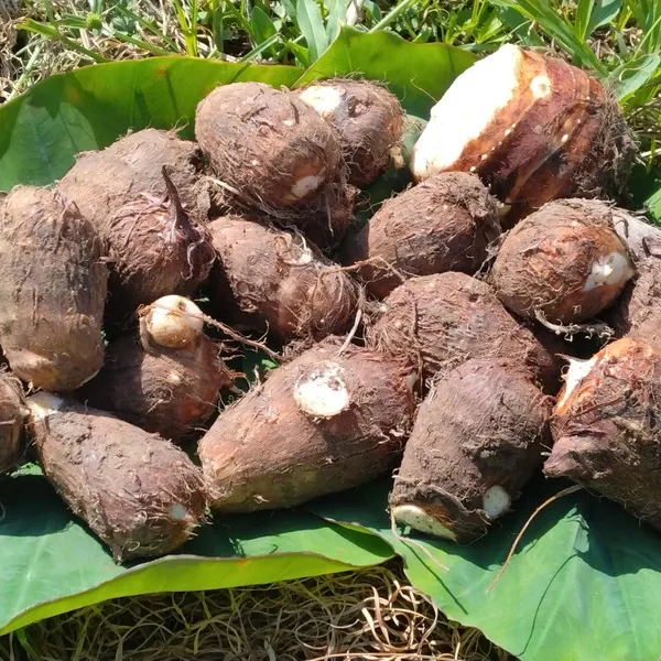 大野芋1kg 少量なので他のお野菜と合わせ買いがオススメ