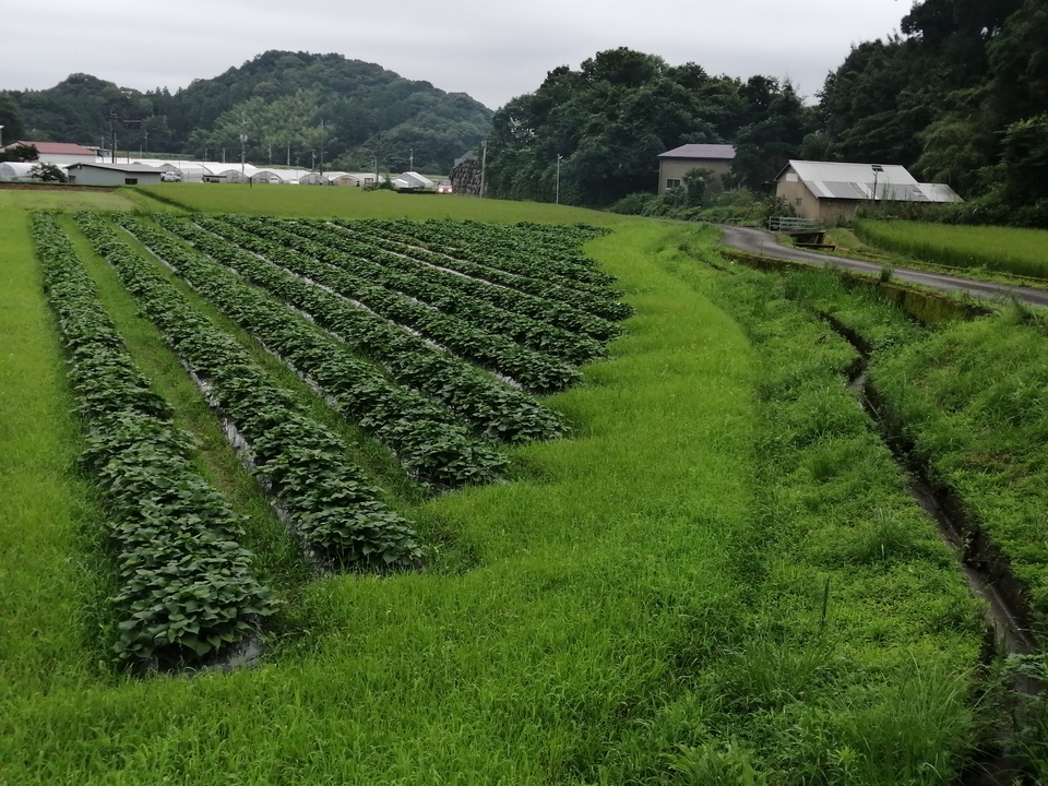 蜜あふれる べにはるか【農薬・化学肥料不使用】