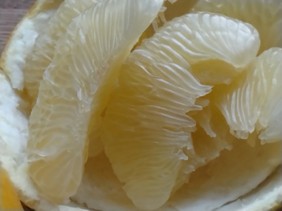 高知特産 土佐文旦【農薬・化学肥料 不使用】