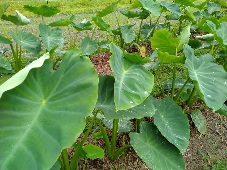 高知産 里芋【農薬・化学肥料 不使用】煮崩れしにくい大野芋 自然農園