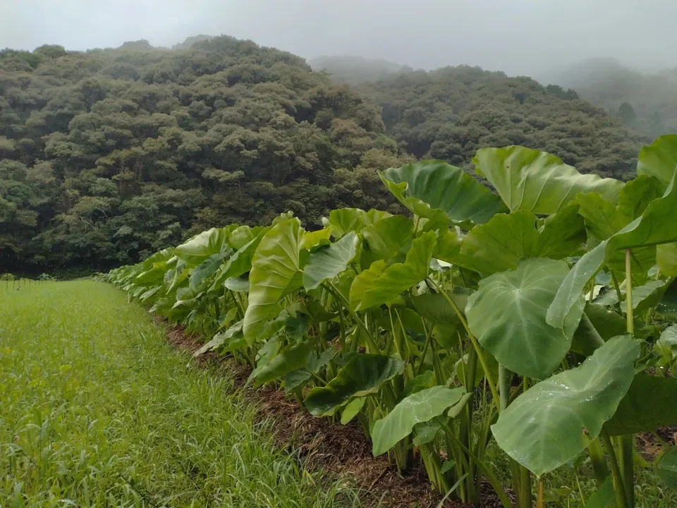 人参・里芋・さつまいもセット【農薬・化学肥料 不使用】
