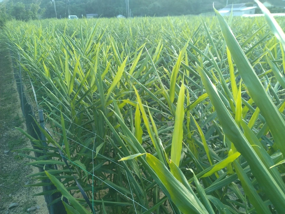 爽やかな香り 新生姜【農薬・化学肥料 不使用】