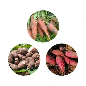 高知産 里芋【農薬・化学肥料 不使用】煮崩れしにくい大野芋 自然農園