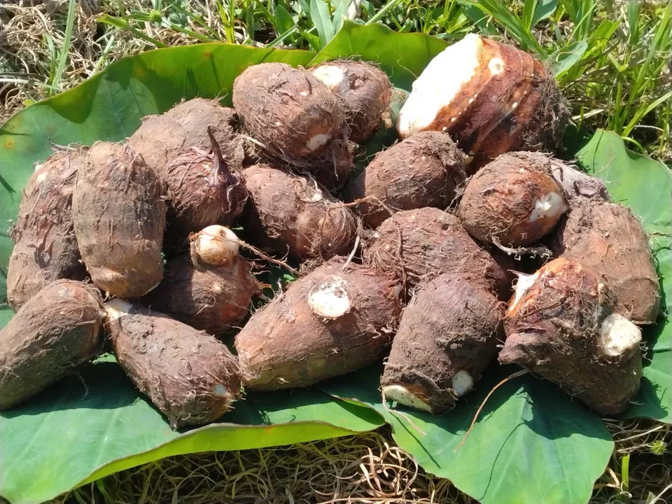 安納芋20Kg農薬，化学肥料不使用 安納芋20Kg農薬，化学肥料不使用