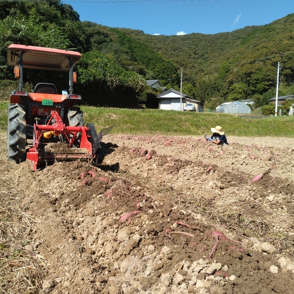 高知産 里芋【農薬・化学肥料 不使用】煮崩れしにくい大野芋 自然農園