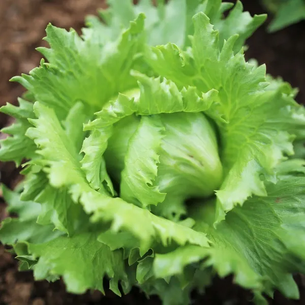 固定種・在来種】 本当の旬をお届け！滋味溢れる野菜セット 無農薬・無