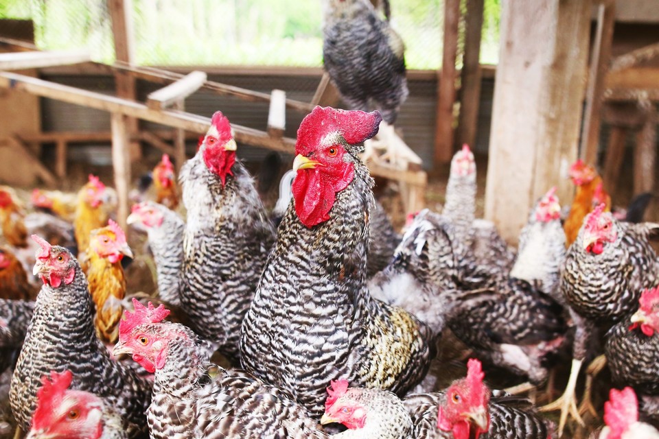 こだわりの平飼い卵