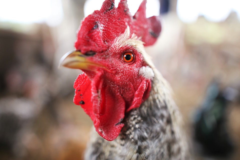 こだわりの平飼い卵