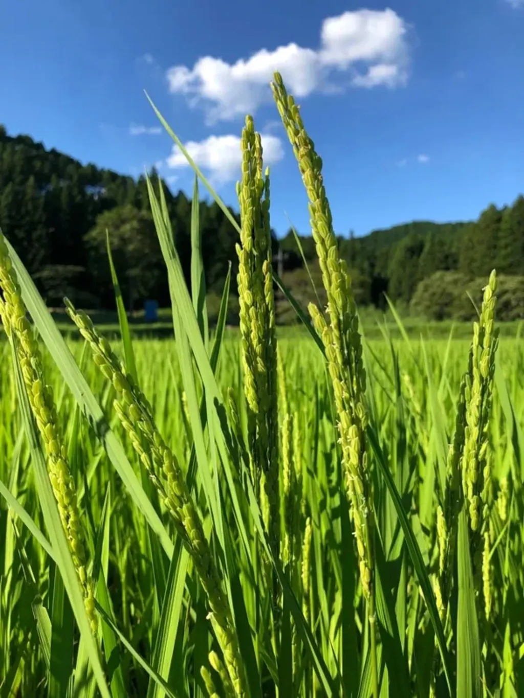 ◇自然栽培米 令和7年度産【秋日和】白米/玄米＜コシヒカリ＞無肥料