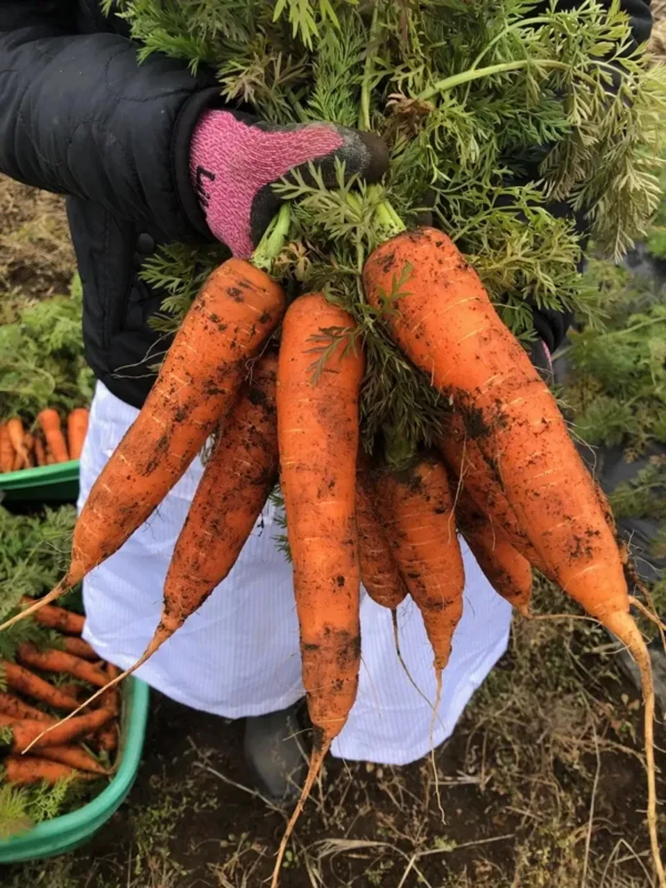 自然栽培洗い人参】無肥料・無農薬・動物性堆肥・除草剤不使用