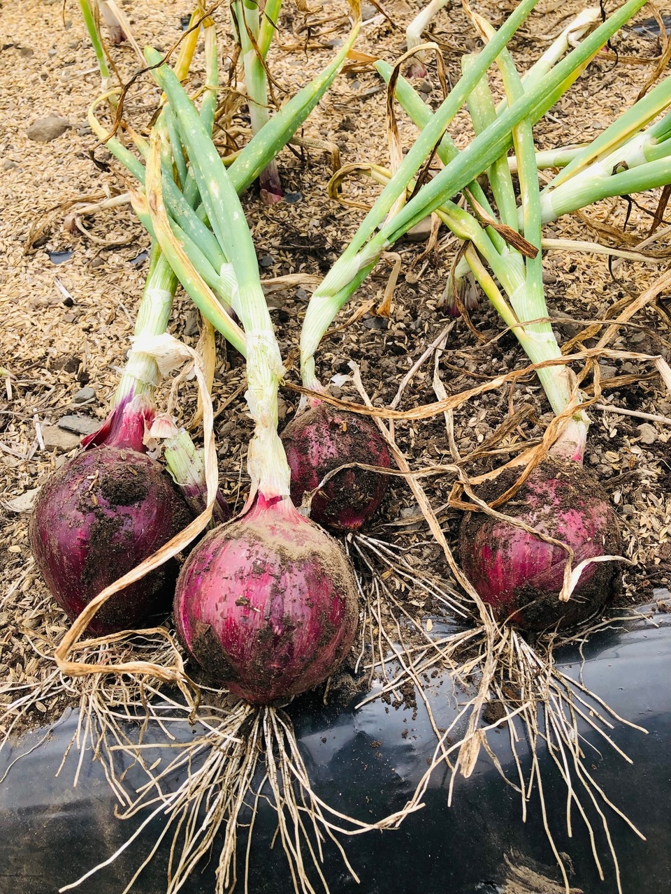 玉ねぎ苗 OP 1000本 玉ねぎ苗 OP黄 100本 - メルカリ