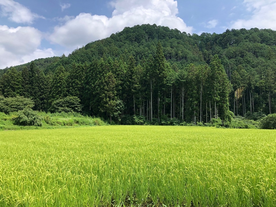 ◆栽培期間中無農薬◆令和7年収穫 ◆滋賀県産キヌヒカリ、玄米20㎏　③ ◇栽培期間中無農薬◇令和7年収穫 ◇滋賀県産キヌヒカリ、玄米20