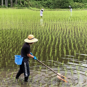自然栽培の大粒米ダイヤ／農薬　栽培期間中不使用　玄米１０ｋｇ　「精米し発送」 Amazon.co.jp: 【OREC】 【令和6年産】自然栽培米 玄米 (20