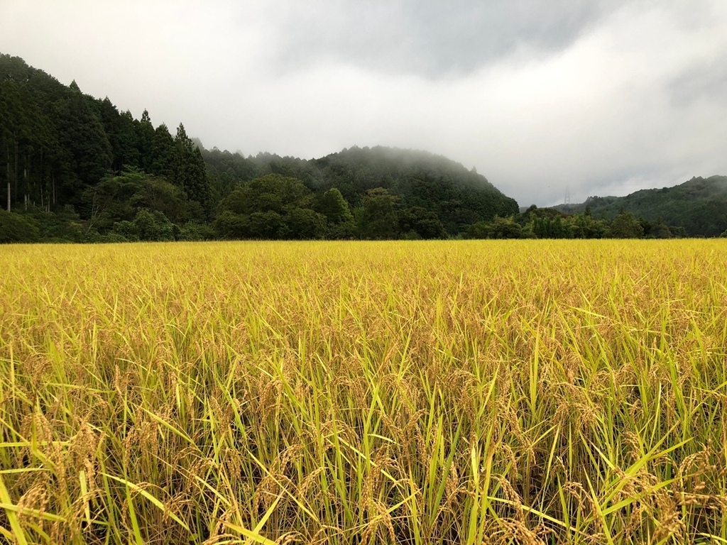 種から育てた美味しいお米 農家直送 自然栽培 コシヒカリ 七分つき 20